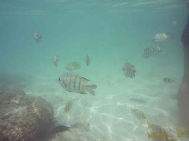 NbNĊg